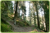 Urlaub im Schwarzwald